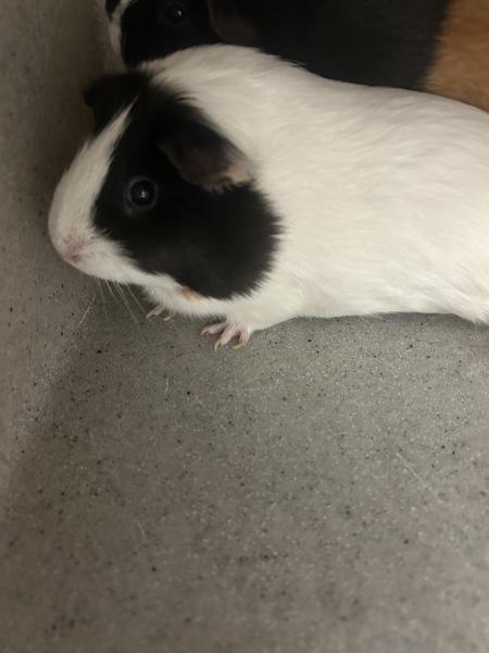 Enlarge Betty - Bonded W/ Wilma, a Adoptable mixed breed in Silverdale, WA image 2/2