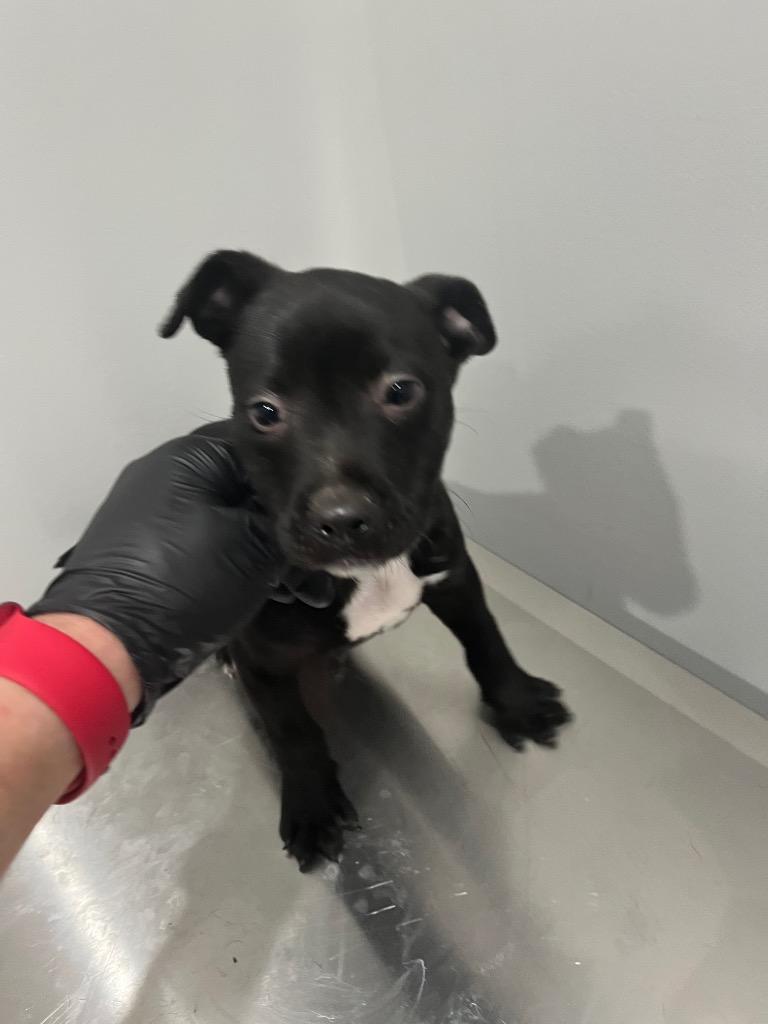 Enlarge Ember, a Adoptable mixed breed in Benton, AR image 1/1