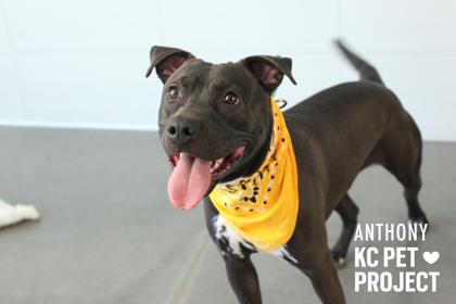 Anthony, a Adoptable mixed breed in Kansas City, MO image 2/3