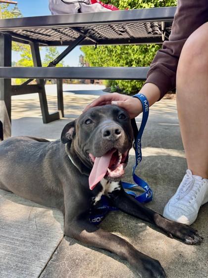 Anthony, a Adoptable mixed breed in Kansas City, MO image 3/3