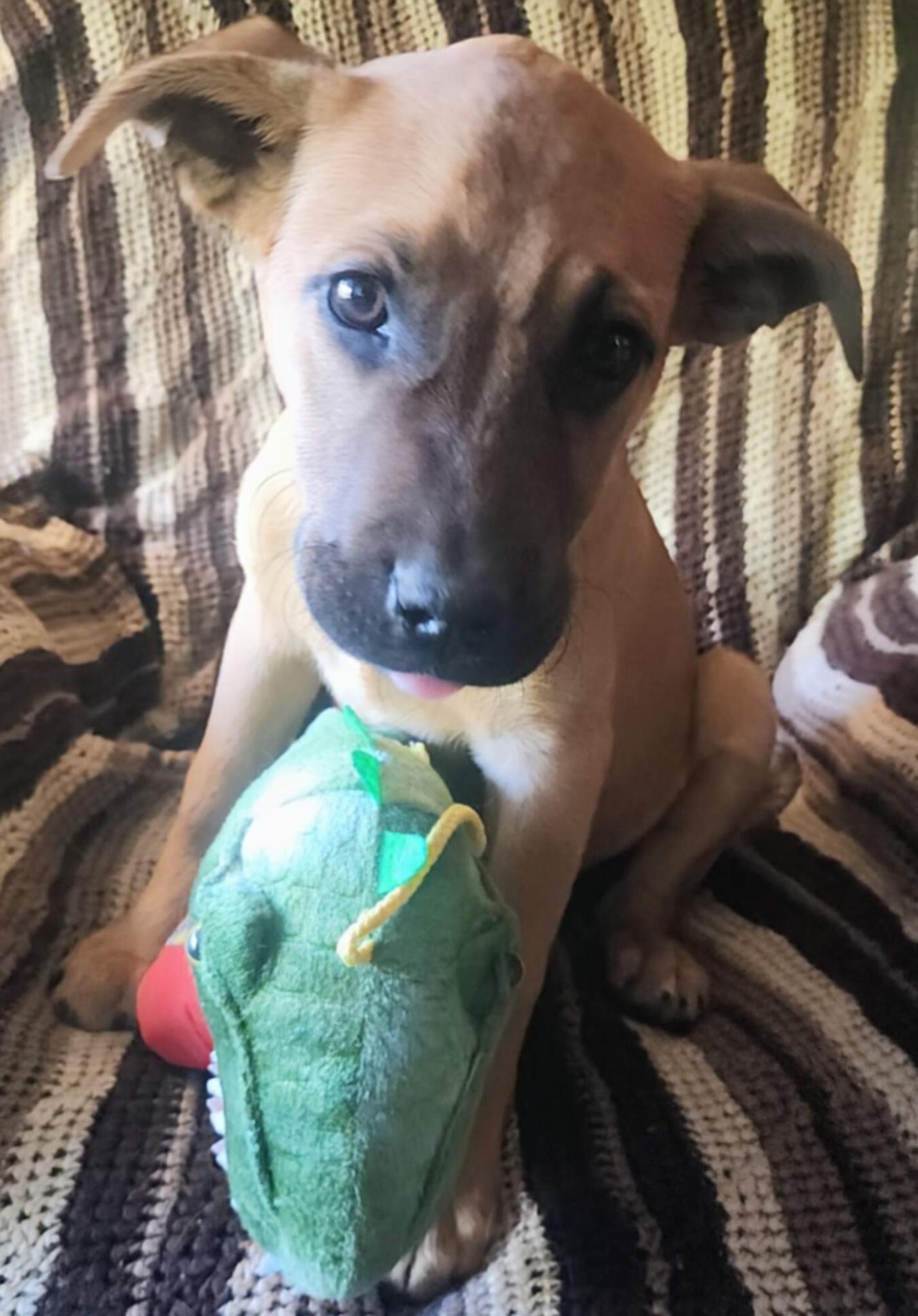 Hank, an adoptable Shepherd, Boxer in Riverton, WY, 82501 | Photo Image 2