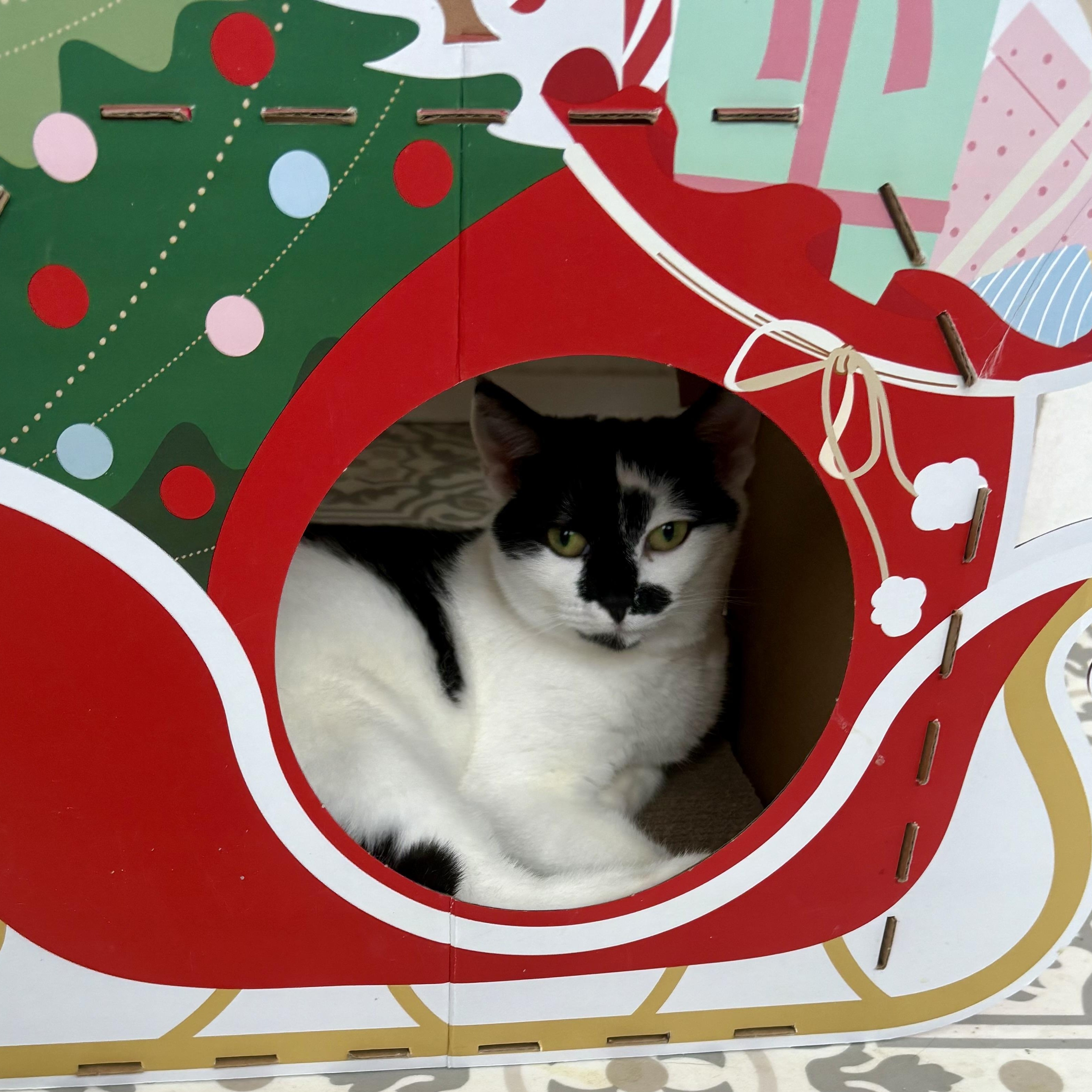 Bean, a Adoptable Domestic Short Hair in East Amherst, NY image 4/5