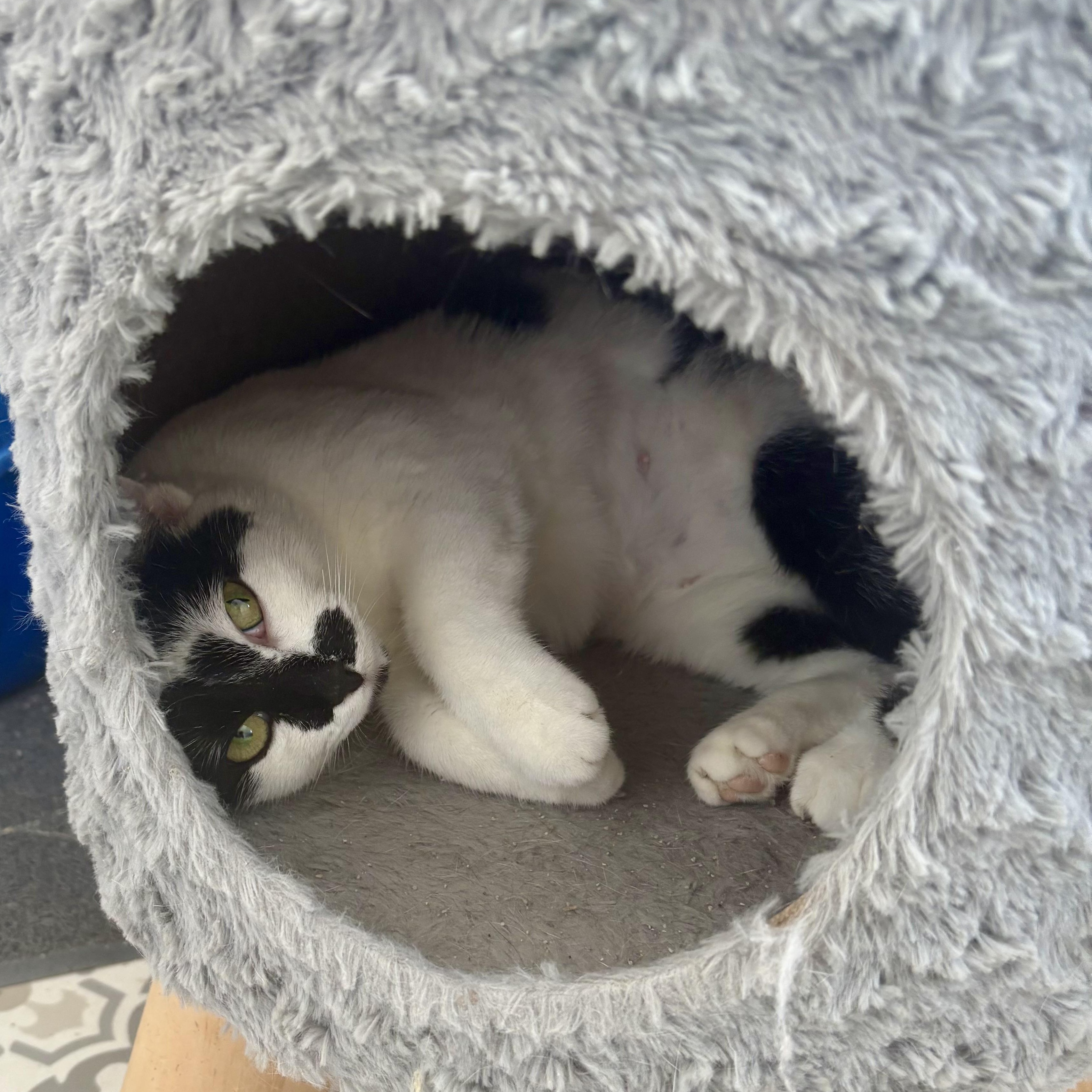 Bean, a Adoptable Domestic Short Hair in East Amherst, NY image 1/5