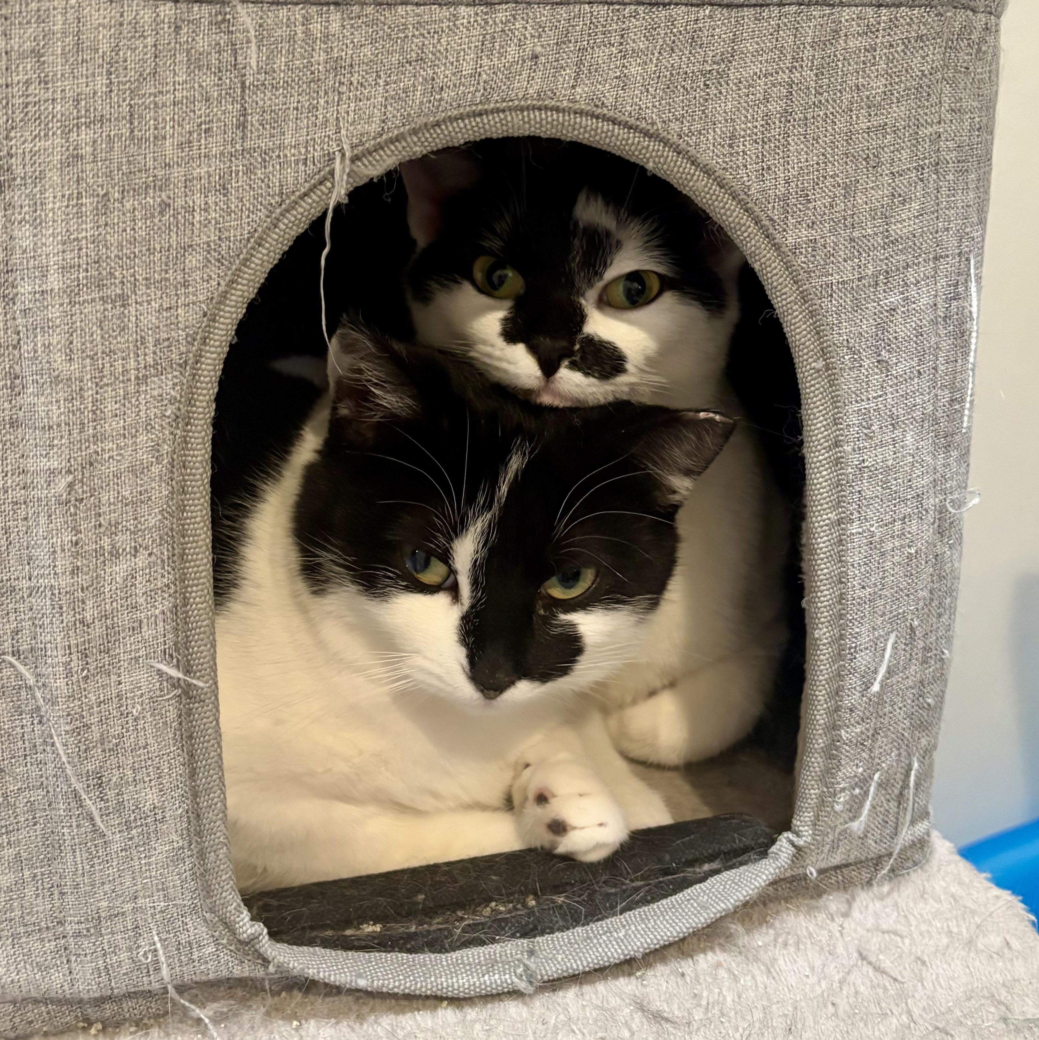 Bean, a Adoptable Domestic Short Hair in East Amherst, NY image 5/5