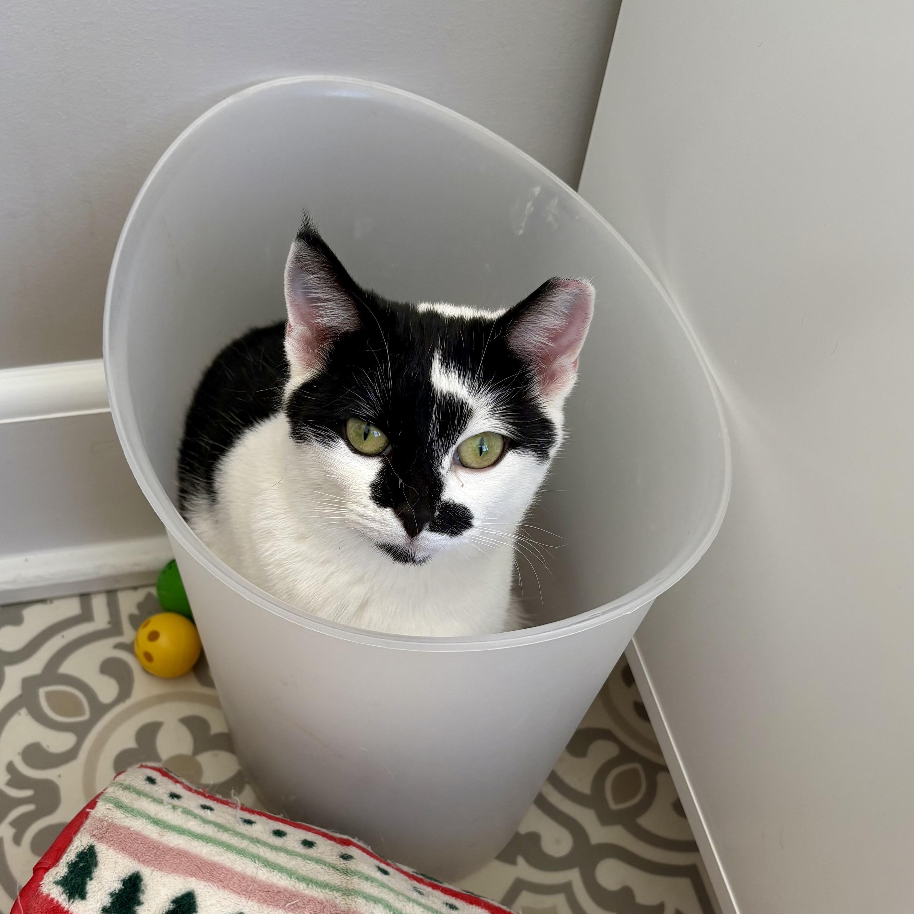 Bean, a Adoptable Domestic Short Hair in East Amherst, NY image 3/5