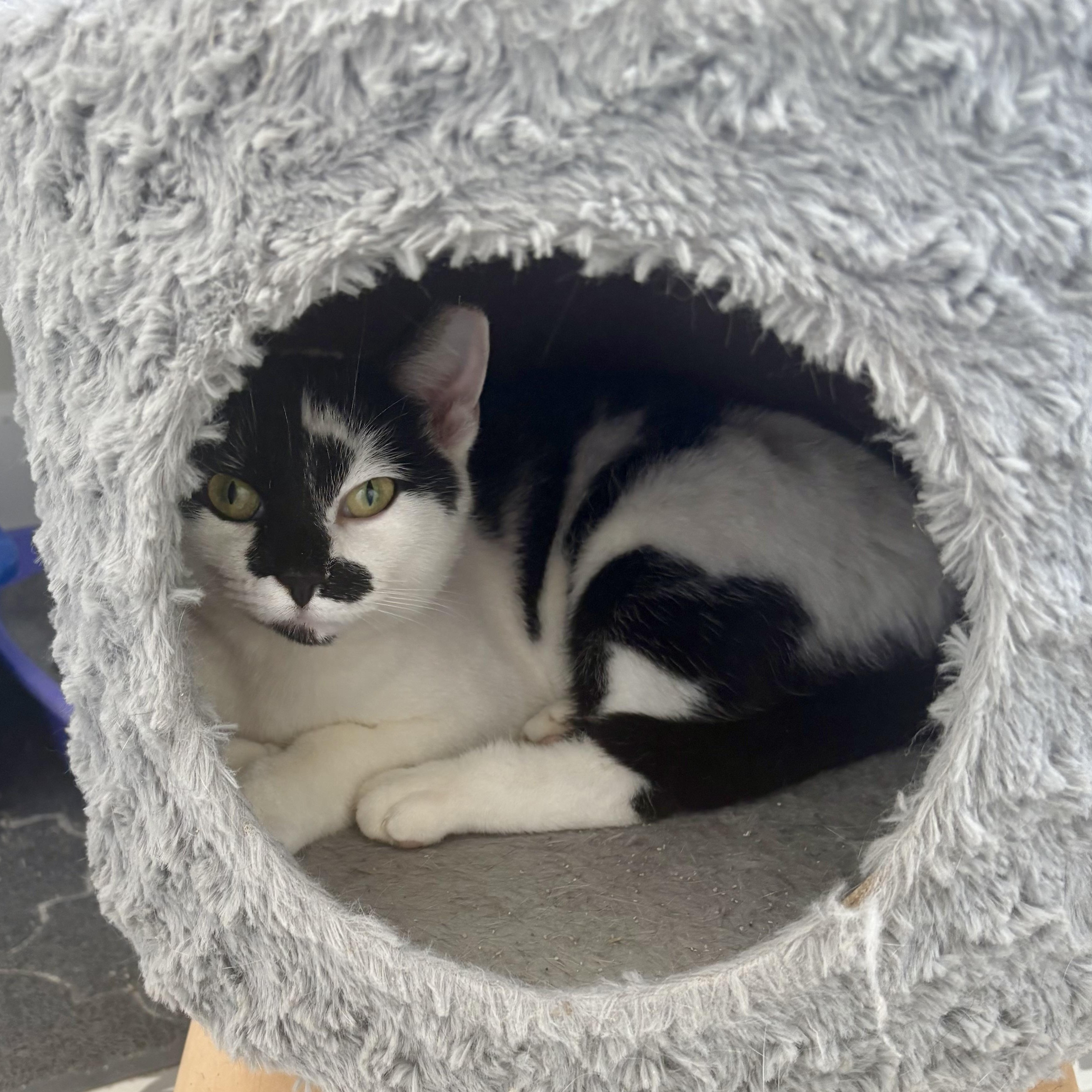 Bean, a Adoptable Domestic Short Hair in East Amherst, NY image 2/5