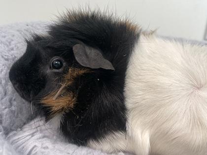 Enlarge Rick, a Adoptable Guinea Pig in Boulder, CO image 1/1