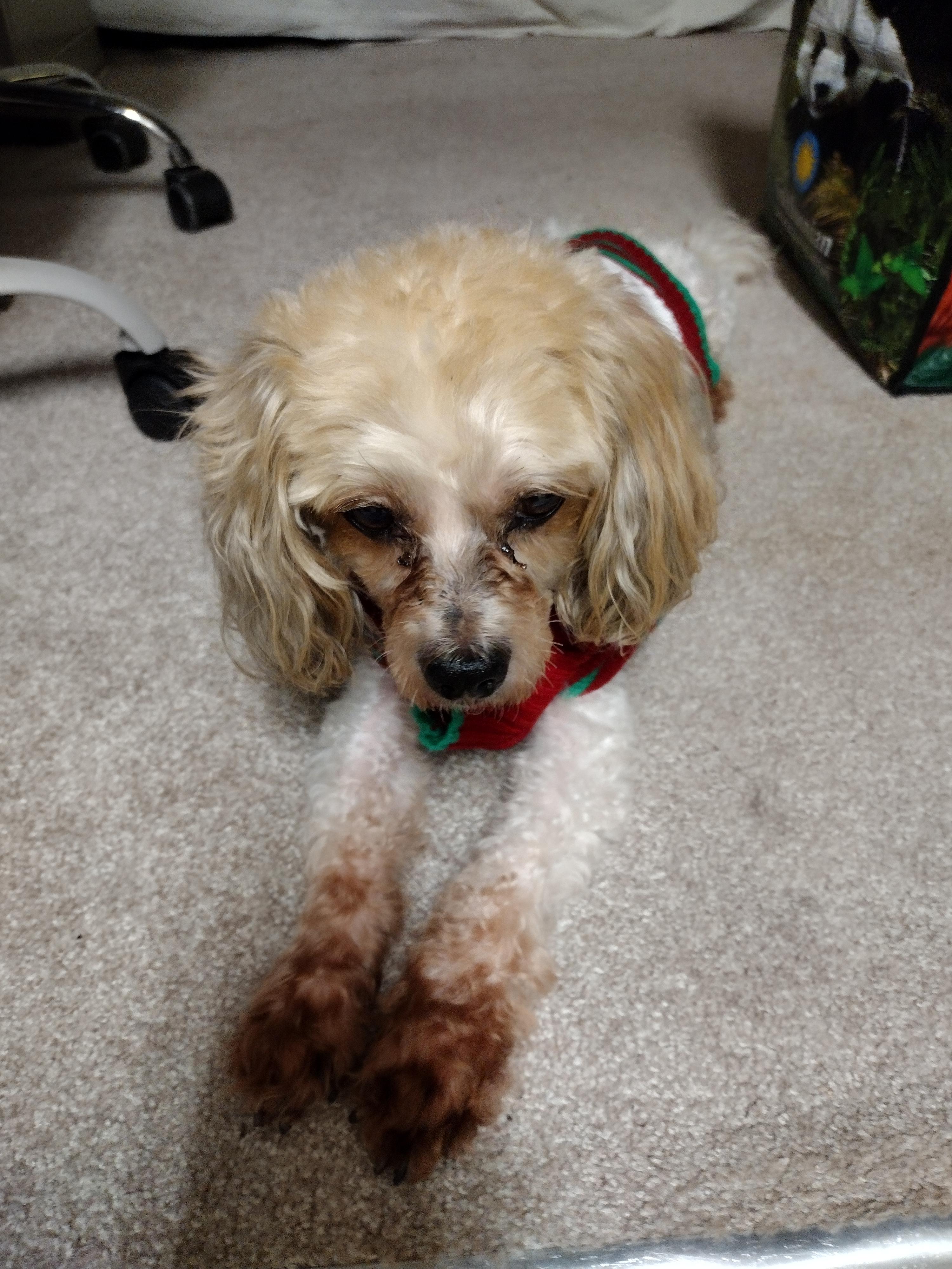 Enlarge Dexter, an adoptable mixed breed in Rockville, MD image 4/5