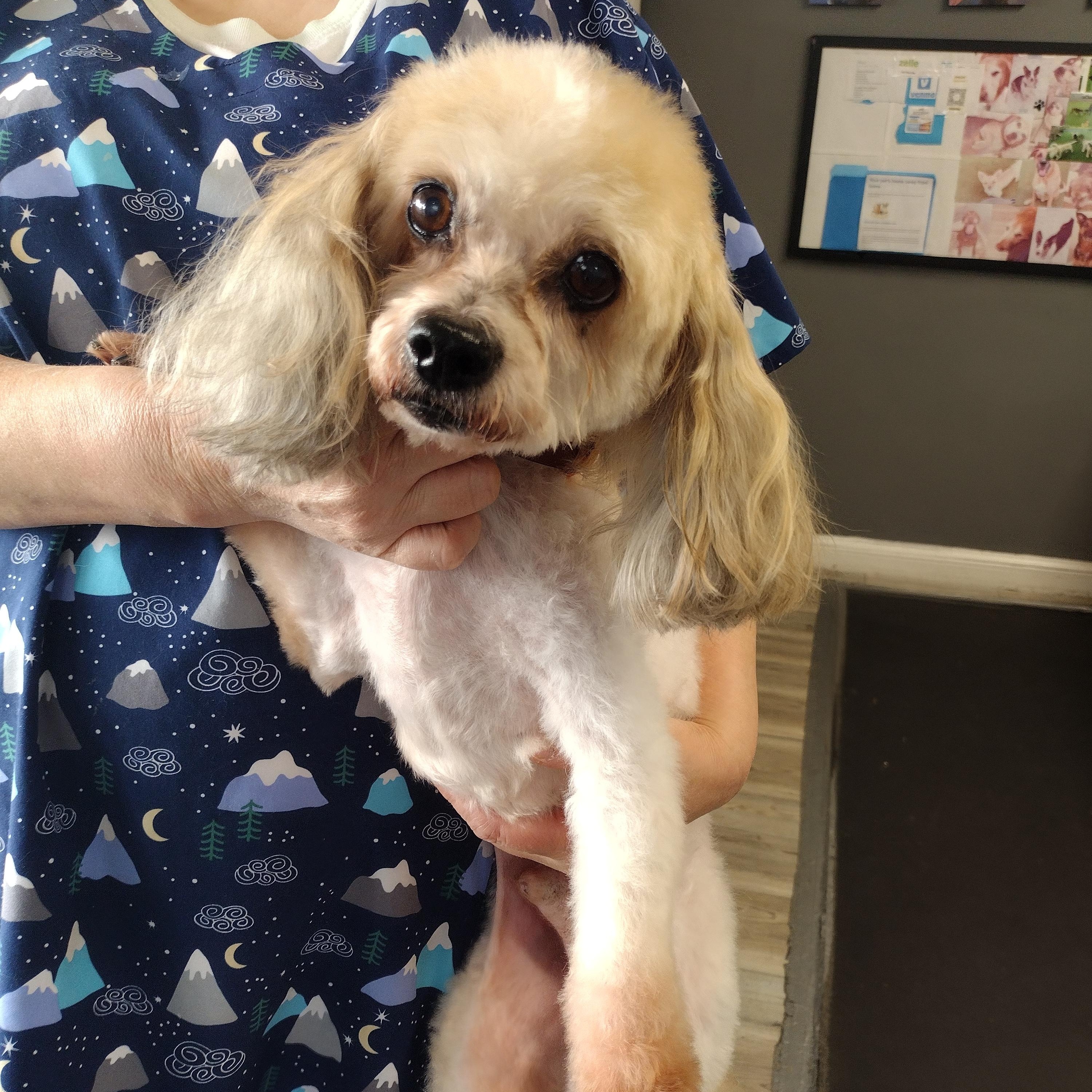 Dexter, adoptable, Senior Male Poodle & Spaniel.