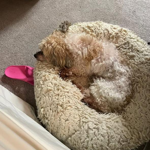 Enlarge Dexter, an adoptable mixed breed in Rockville, MD image 6/6