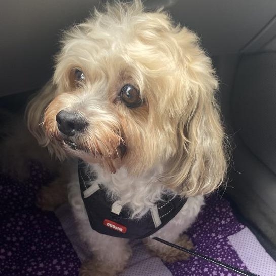 Enlarge Dexter, an adoptable mixed breed in Rockville, MD image 1/6