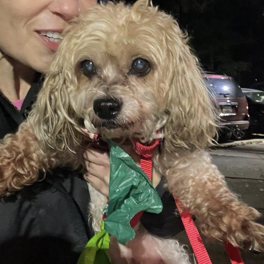 Enlarge Dexter, an adoptable mixed breed in Rockville, MD image 2/5