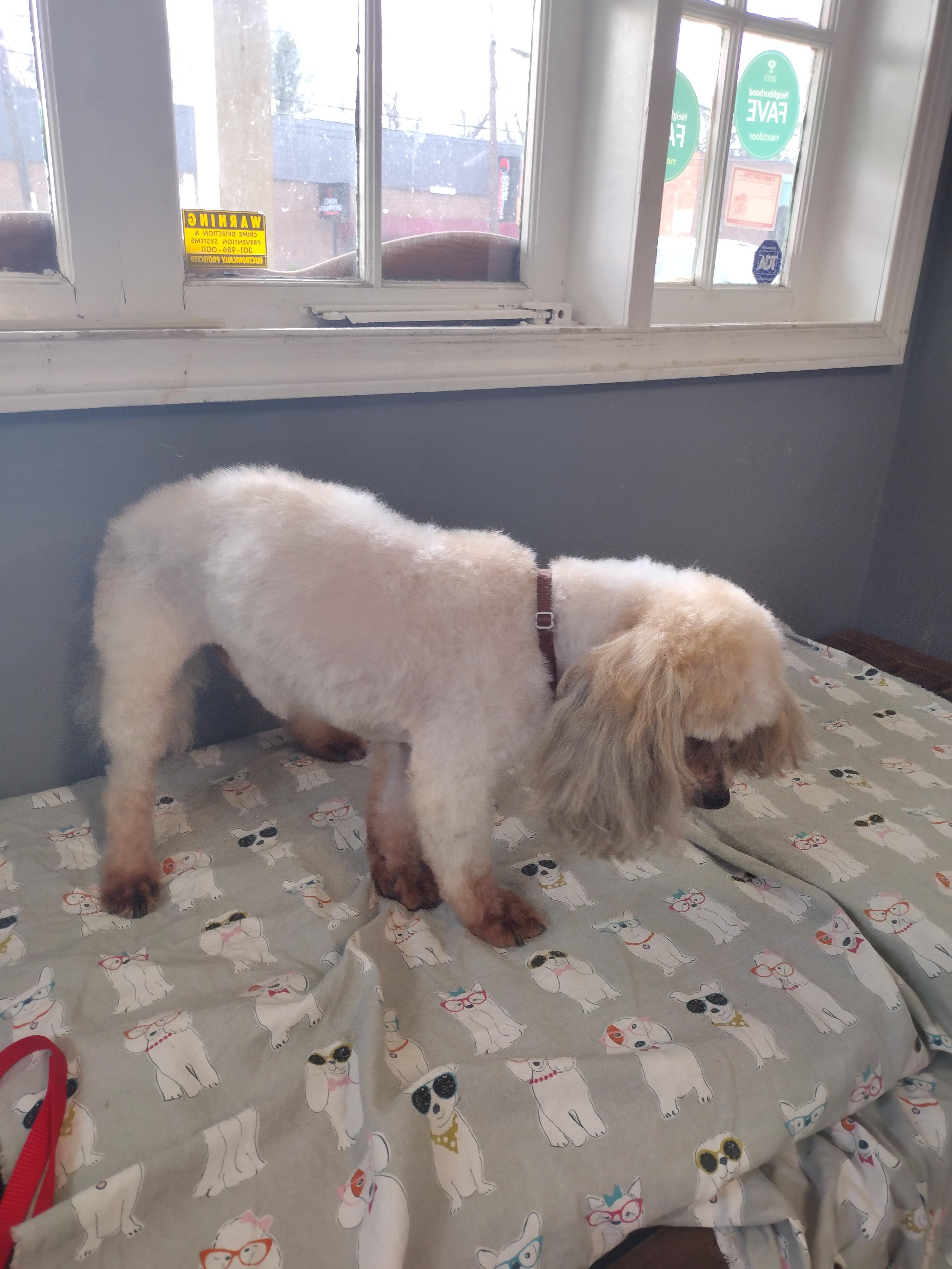 Enlarge Dexter, an adoptable mixed breed in Rockville, MD image 5/5