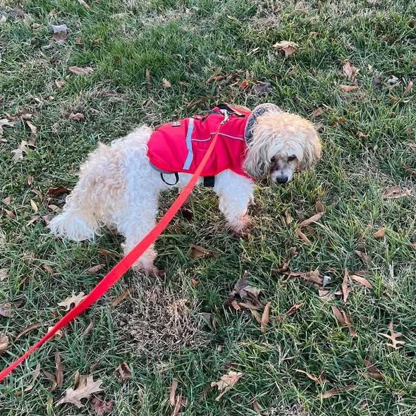 Enlarge Dexter, an adoptable mixed breed in Rockville, MD image 5/6