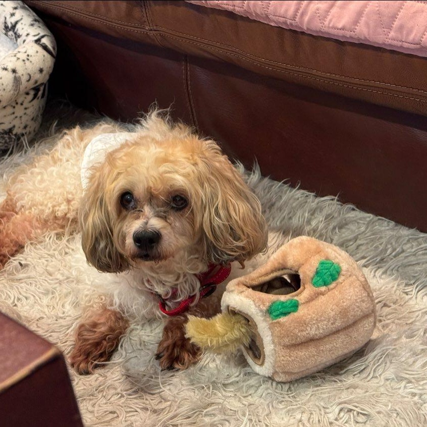 Enlarge Dexter, an adoptable mixed breed in Rockville, MD image 3/5