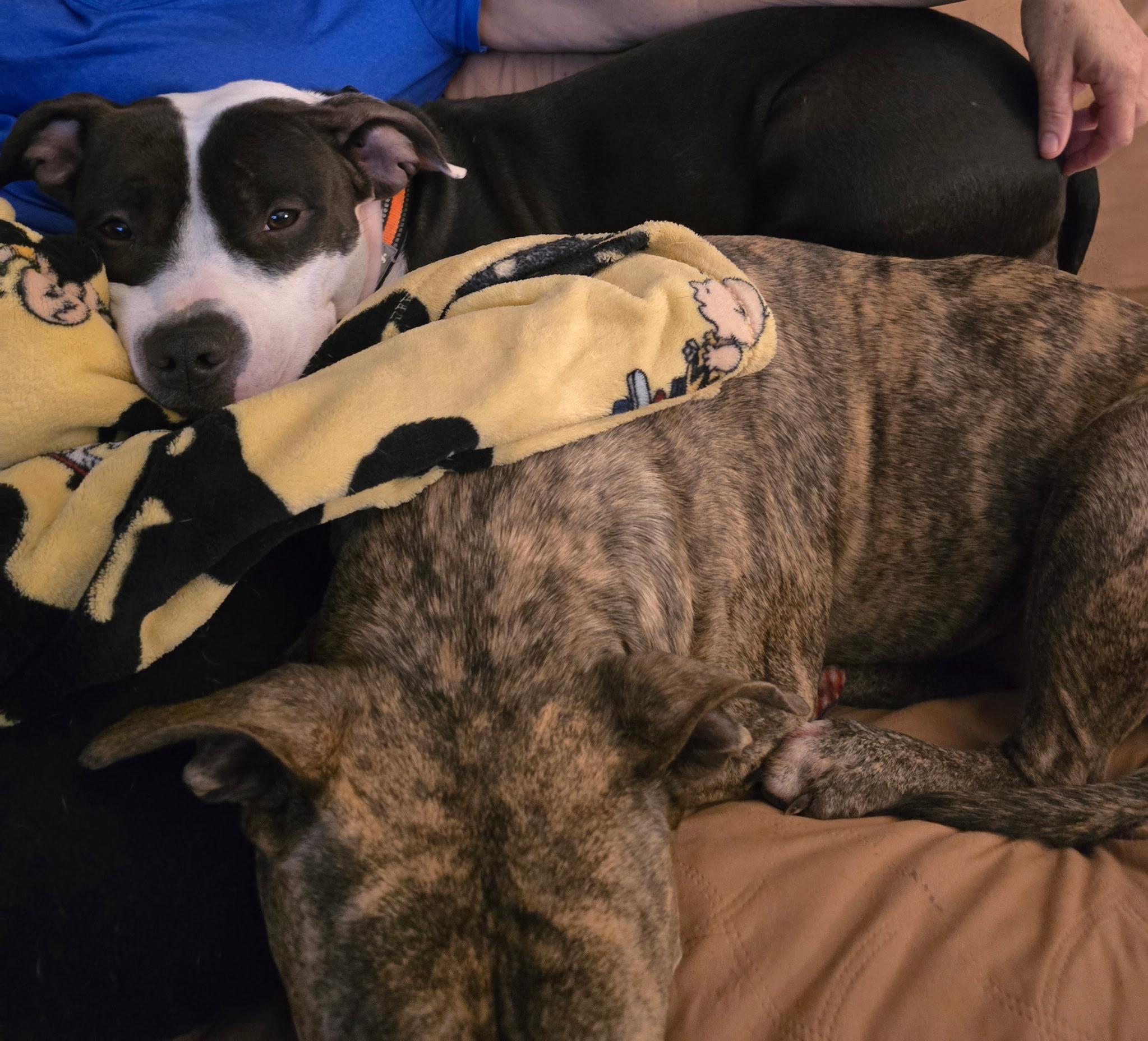 Athena — thumbnail 2