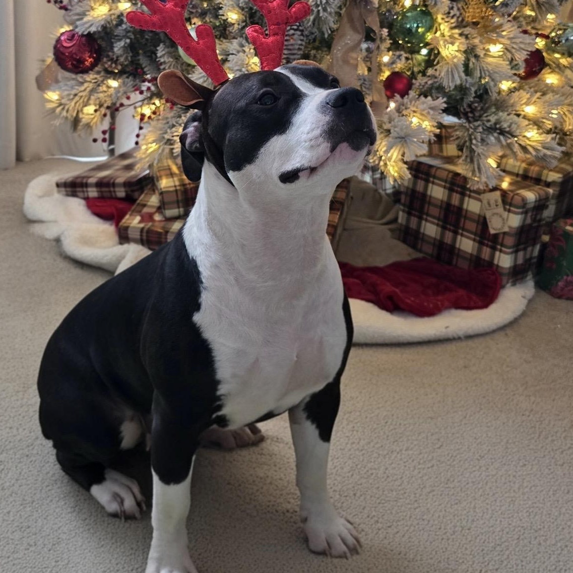 Athena — thumbnail 6