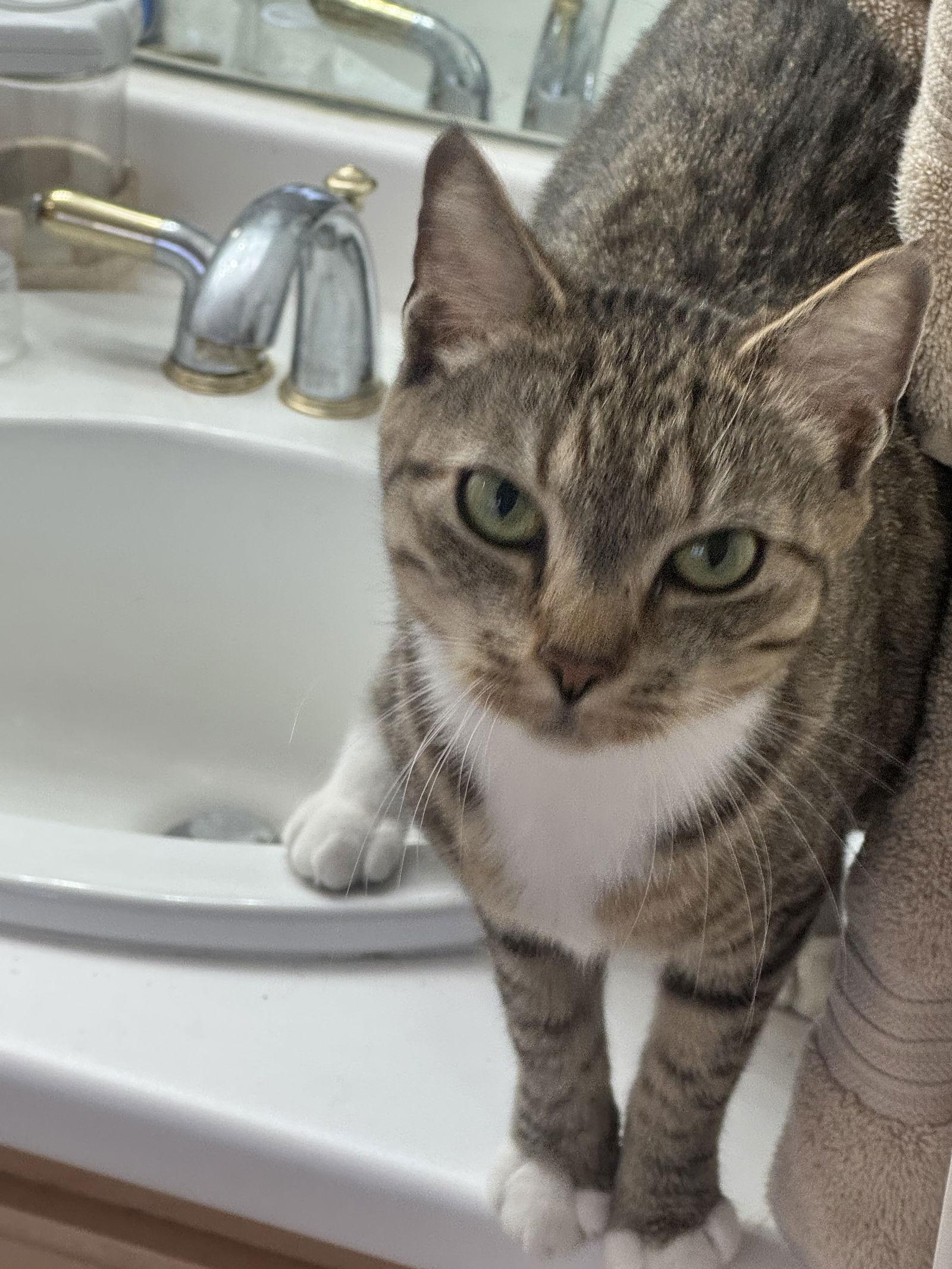 L'Oreal, Adoptable, Adult Female Domestic Short Hair.