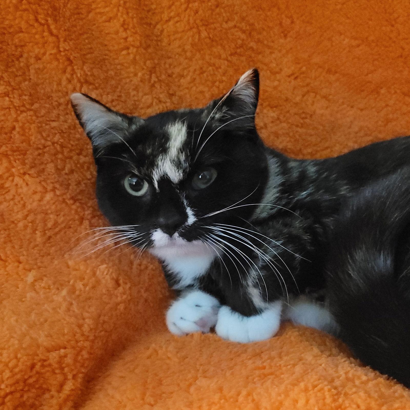 Enlarge Bee Litter: CUCKOO, a Adoptable Domestic Short Hair in Akron, OH image 1/3