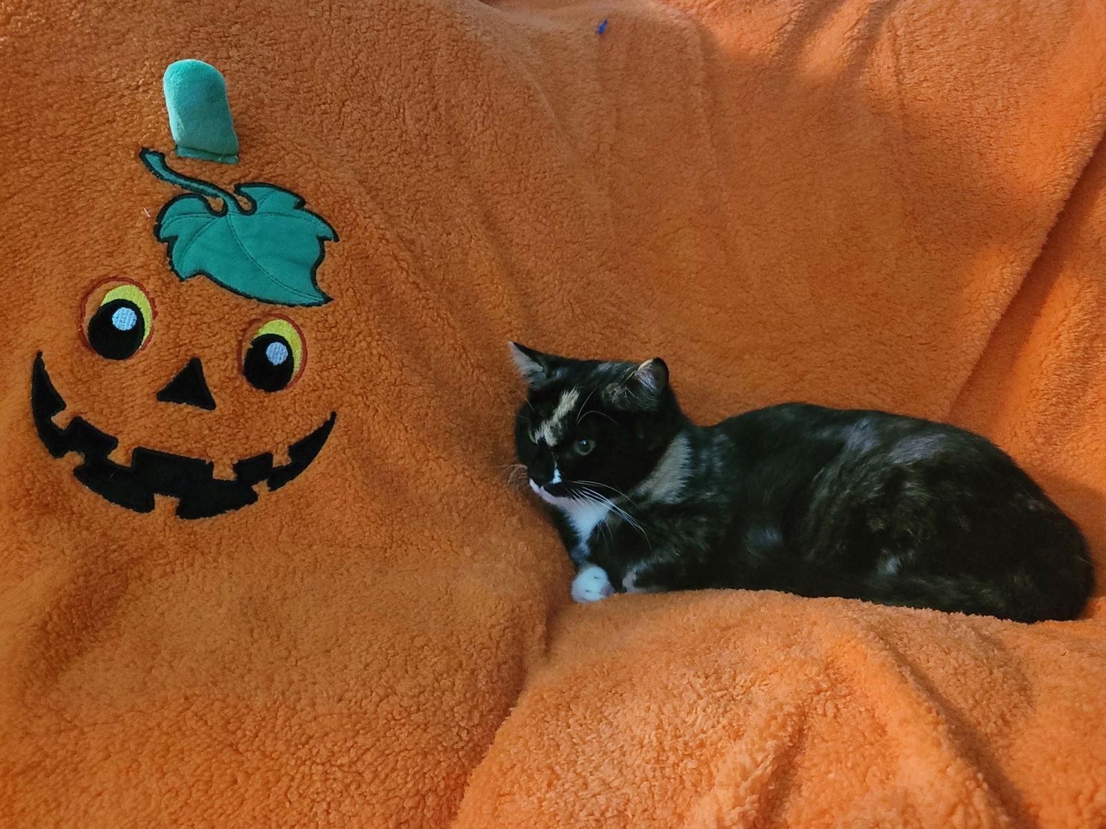 Enlarge Bee Litter: CUCKOO, a Adoptable Domestic Short Hair in Akron, OH image 2/3