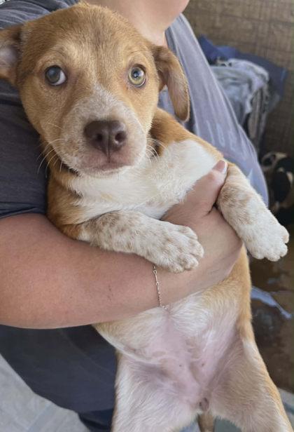 Swirl, Adoptable, Young Female Mixed Breed & Mixed Breed.