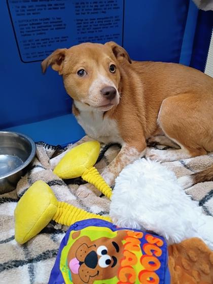Swirl, a Adoptable mixed breed in Beatrice, NE image 2/2