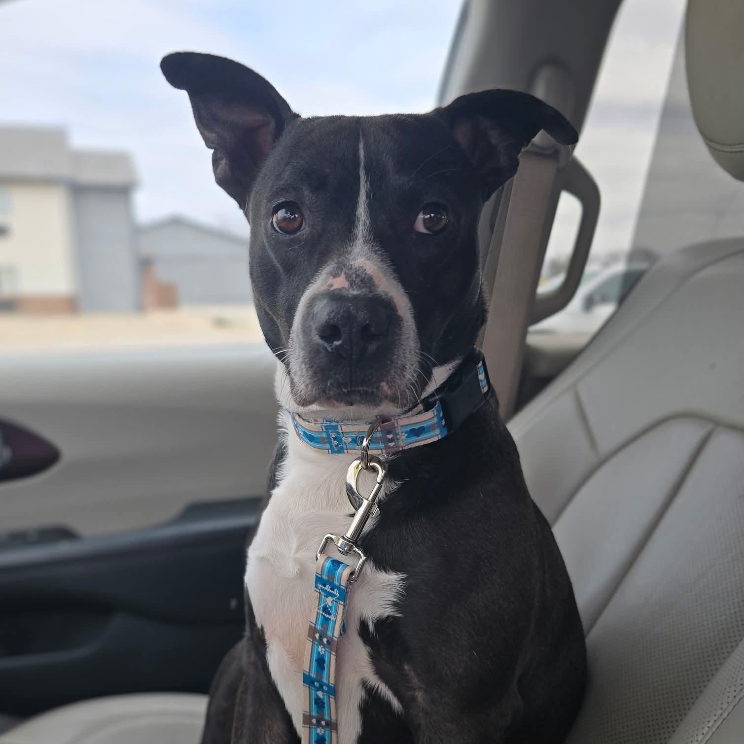 Enlarge Bandit, a Adoptable Pit Bull Terrier in East Peoria, IL image 4/6