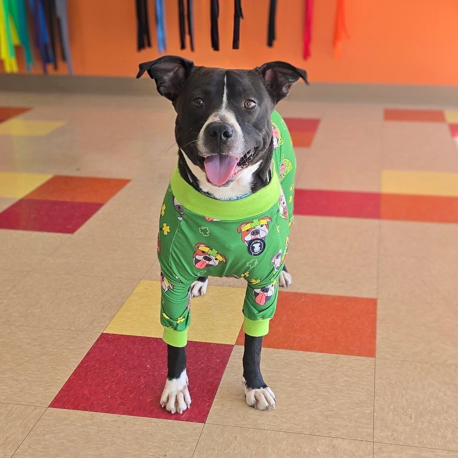 Enlarge Bandit, a Adoptable Pit Bull Terrier in East Peoria, IL image 1/6