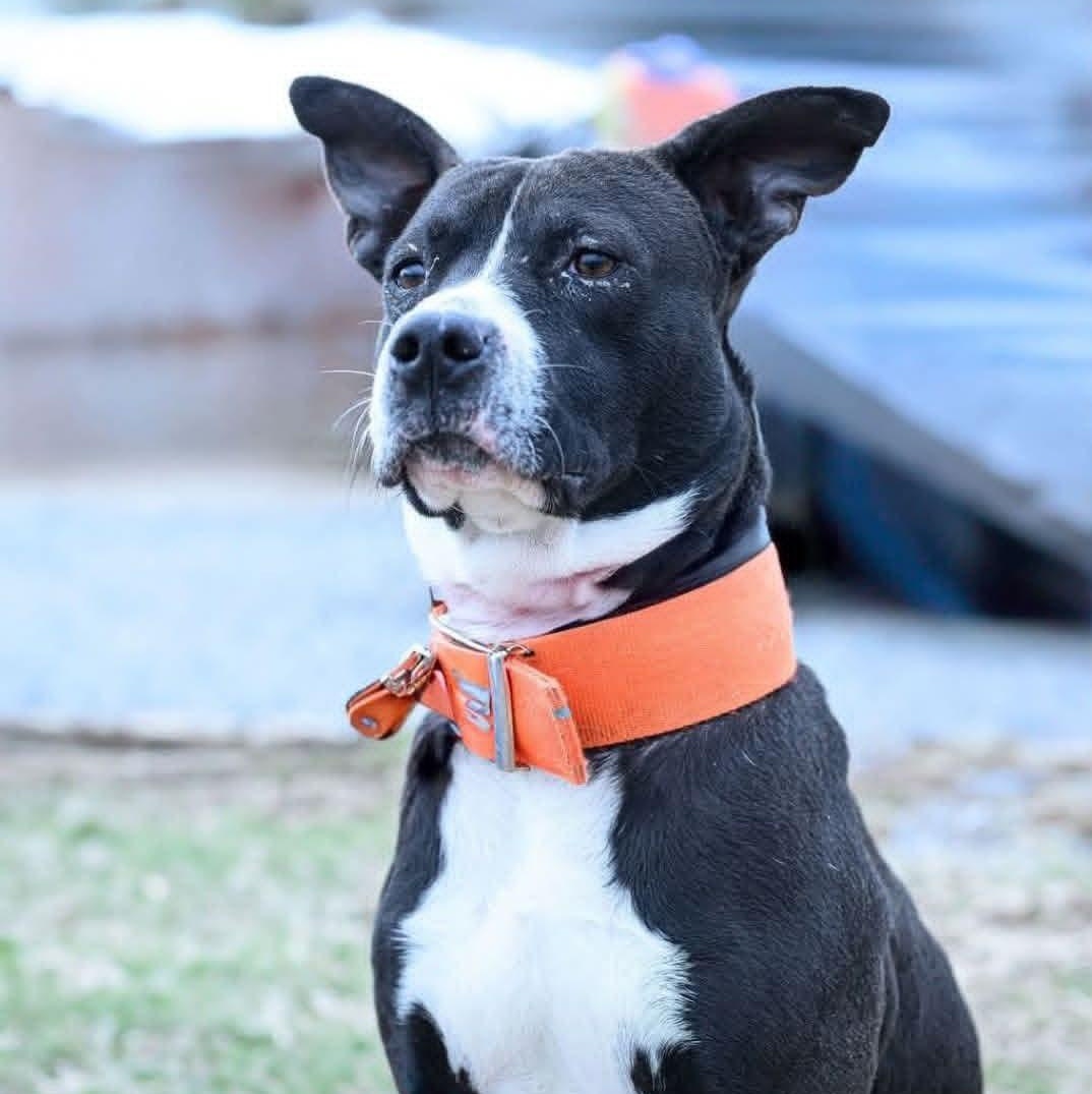 Enlarge Bandit, a Adoptable Pit Bull Terrier in East Peoria, IL image 6/6
