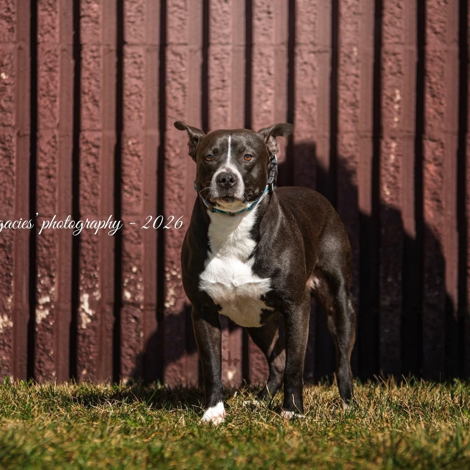 Enlarge Bandit, a Adoptable Pit Bull Terrier in East Peoria, IL image 5/6