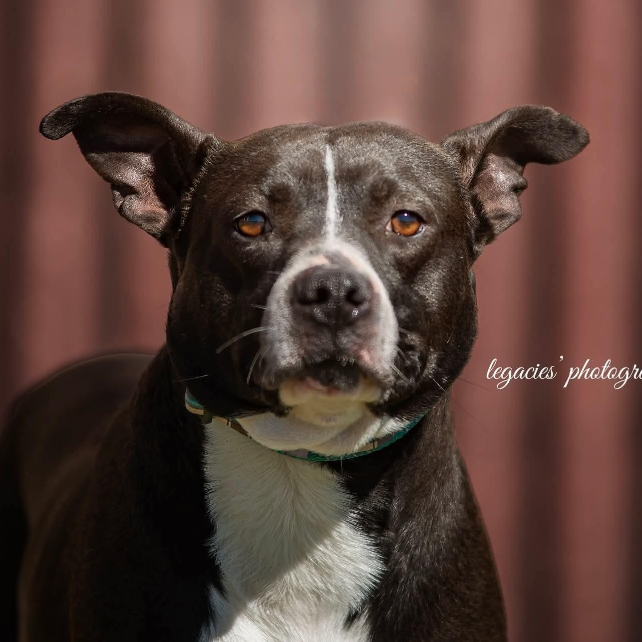 Enlarge Bandit, a Adoptable Pit Bull Terrier in East Peoria, IL image 2/6