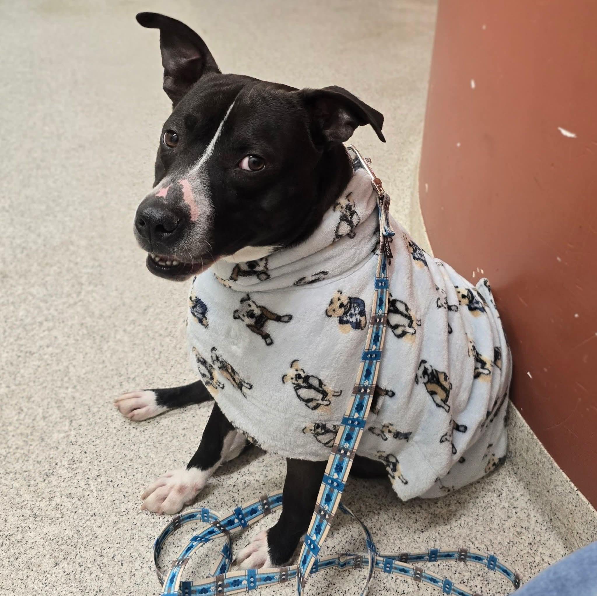 Enlarge Bandit, a Adoptable Pit Bull Terrier in East Peoria, IL image 3/6