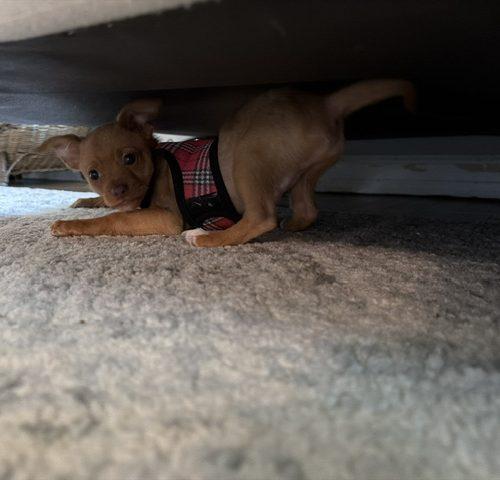Enlarge Pumpkin, a Adoptable mixed breed in Verona, NJ image 1/3
