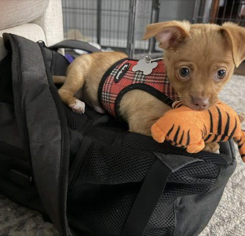 Enlarge Pumpkin, a Adoptable mixed breed in Verona, NJ image 2/3