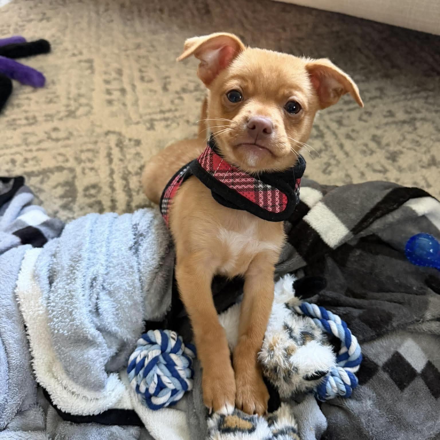 Enlarge Pumpkin, a Adoptable mixed breed in Verona, NJ image 3/3