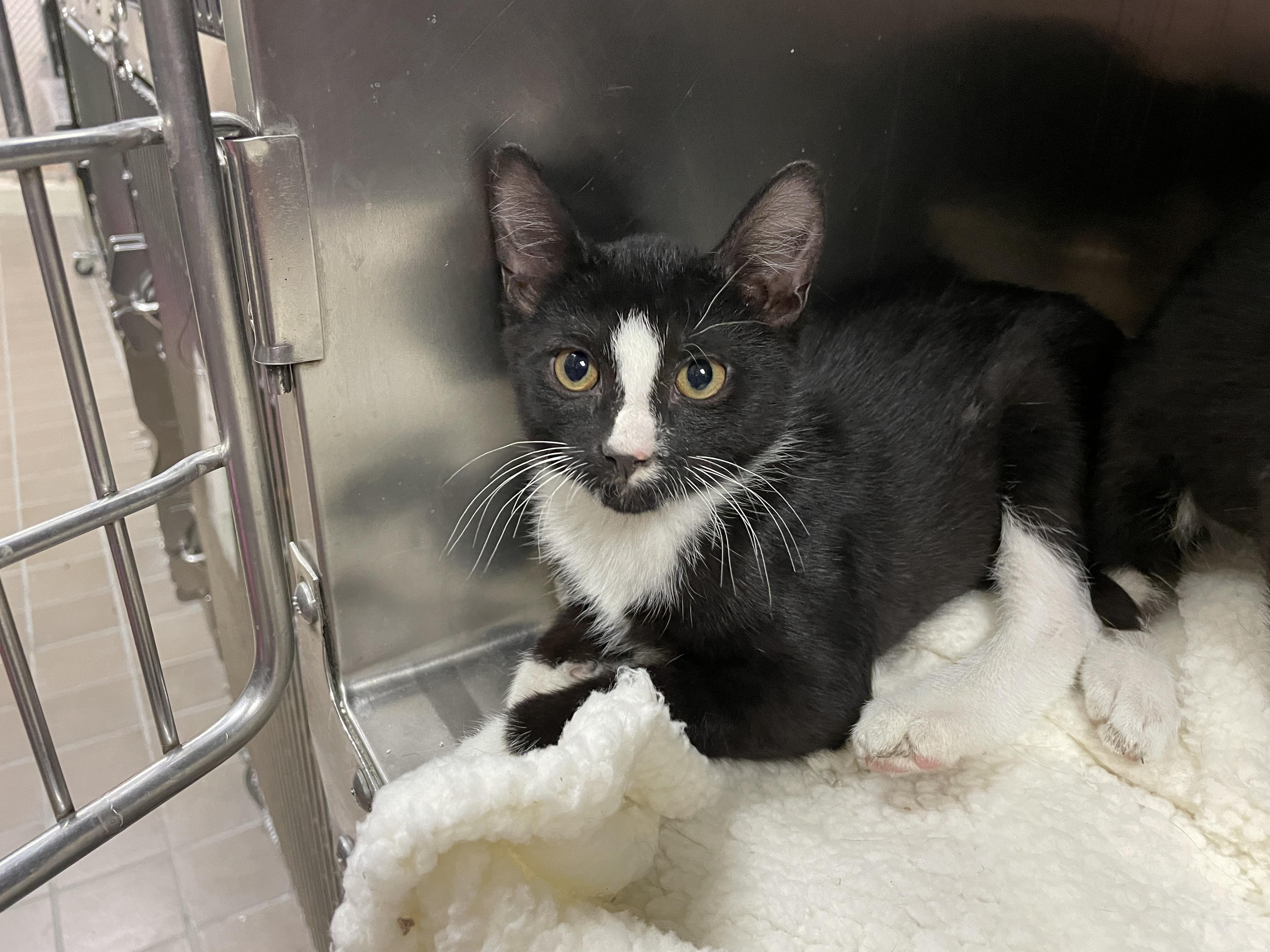 Charlie, Baby Male Domestic Short Hair