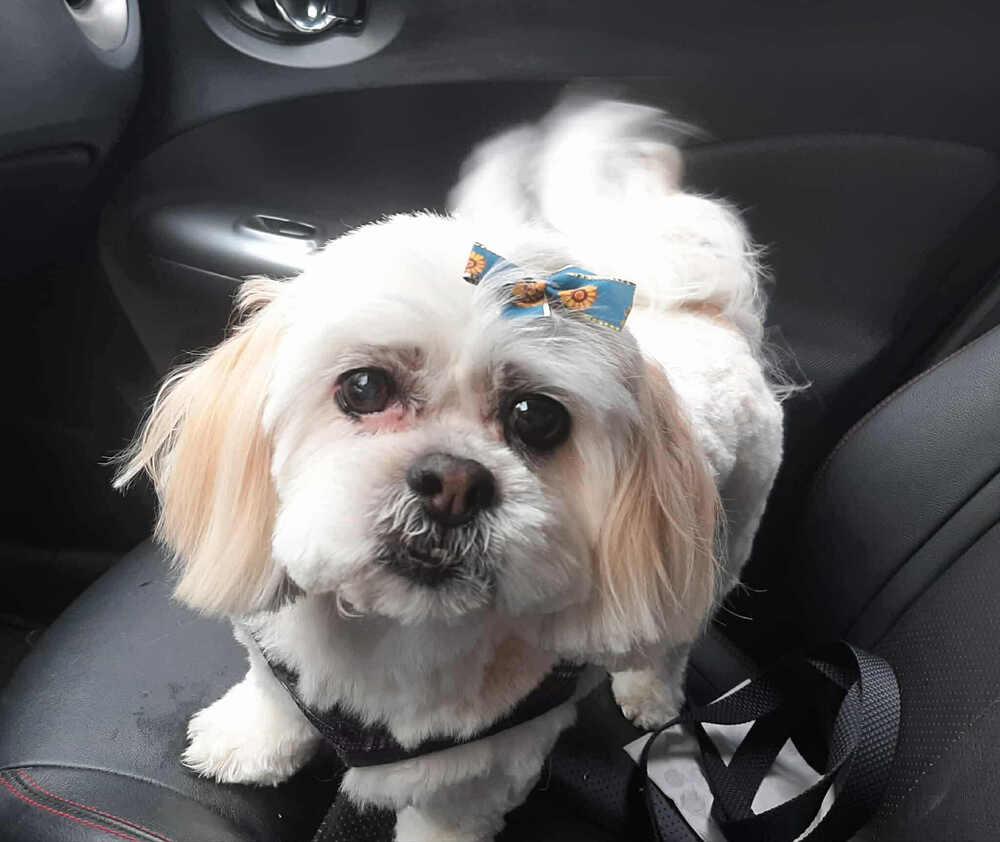 Shih Tzu - Clover -Special Needs, Adoptable, Senior Female Shih Tzu.