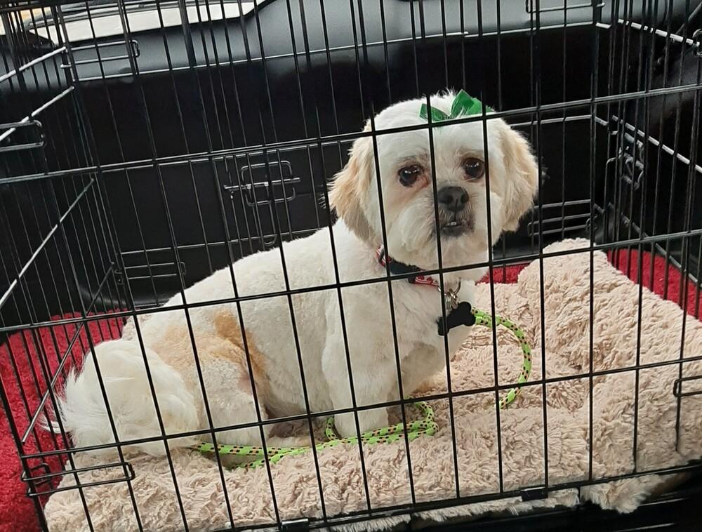Enlarge Shih Tzu - Clover -Special Needs, a Adoptable Shih Tzu in Omaha, NE image 2/6
