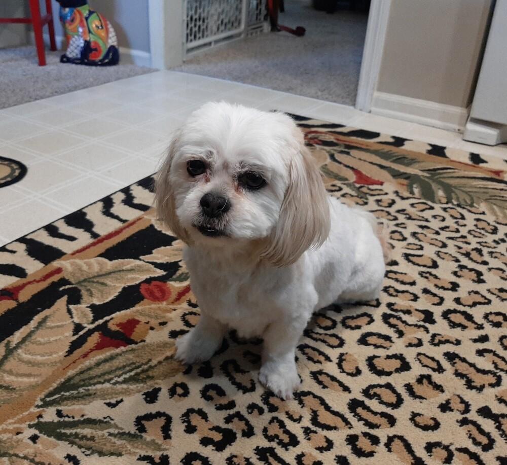 Enlarge Shih Tzu - Clover -Special Needs, a Adoptable Shih Tzu in Omaha, NE image 3/6