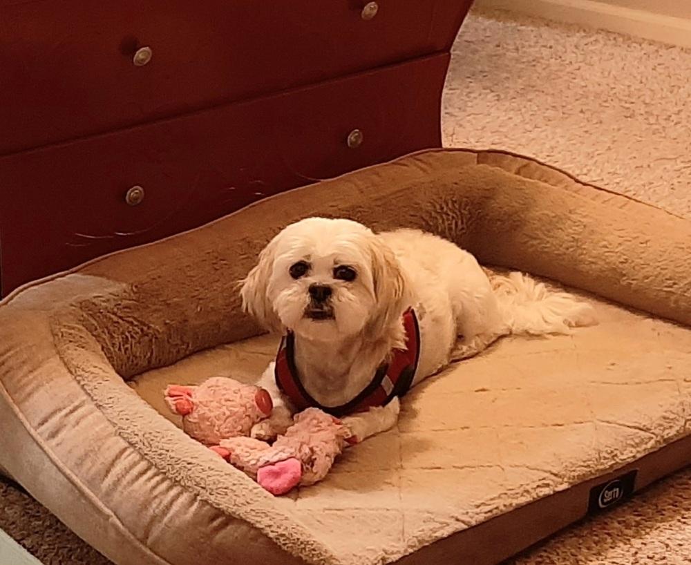 Enlarge Shih Tzu - Clover -Special Needs, a Adoptable Shih Tzu in Omaha, NE image 4/6