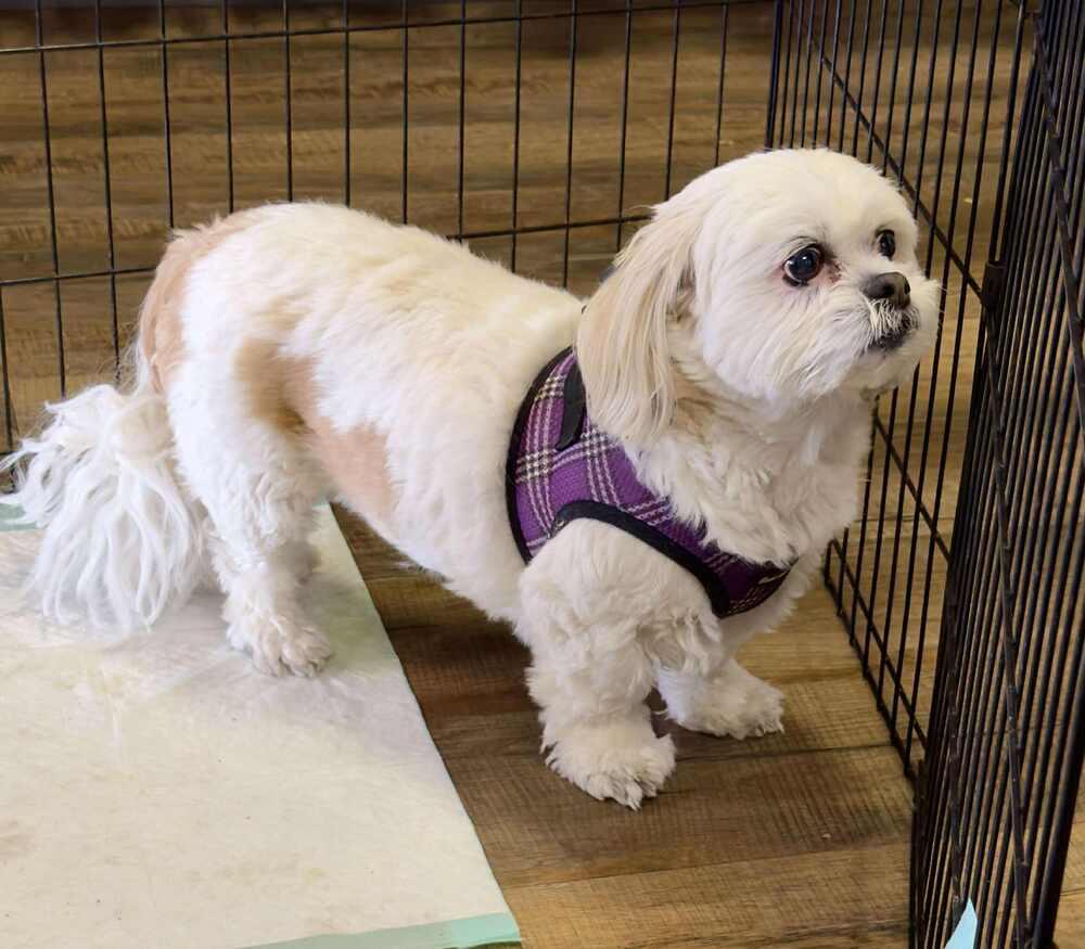 Shih Tzu  Clover thumbnail 6