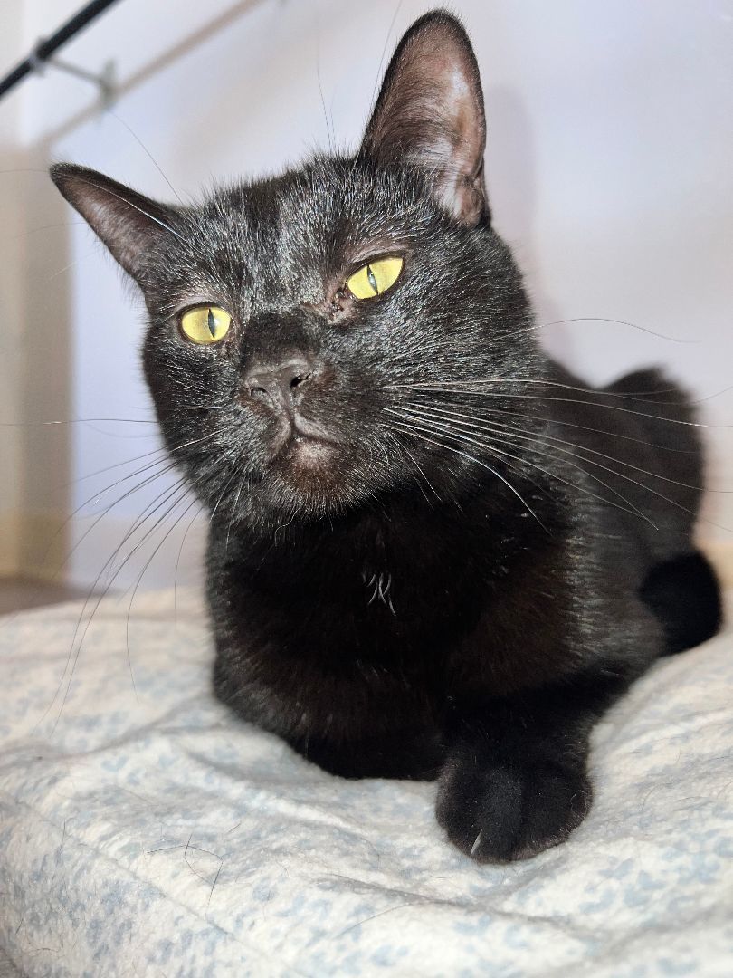 Ruthie, Adult Female Domestic Short Hair