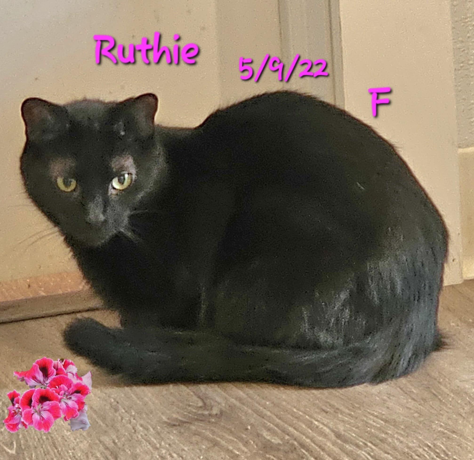 Enlarge Ruthie, a Adoptable Domestic Short Hair in Gouverneur, NY image 1/1