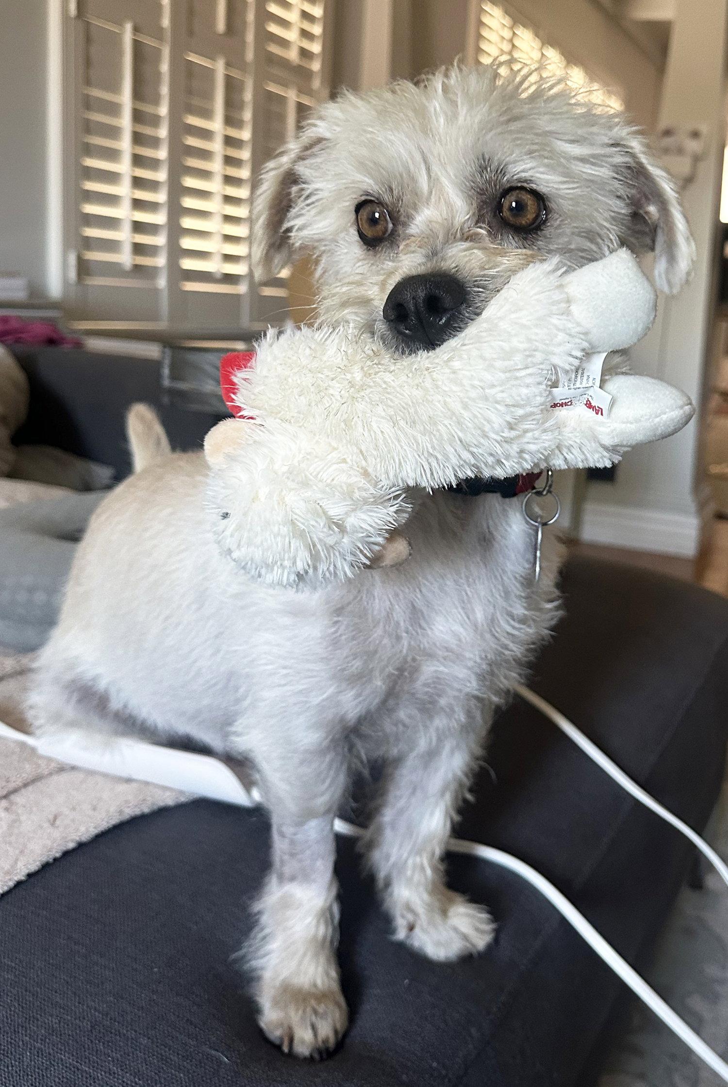 Ernie, Adoptable, Adult Male Terrier.