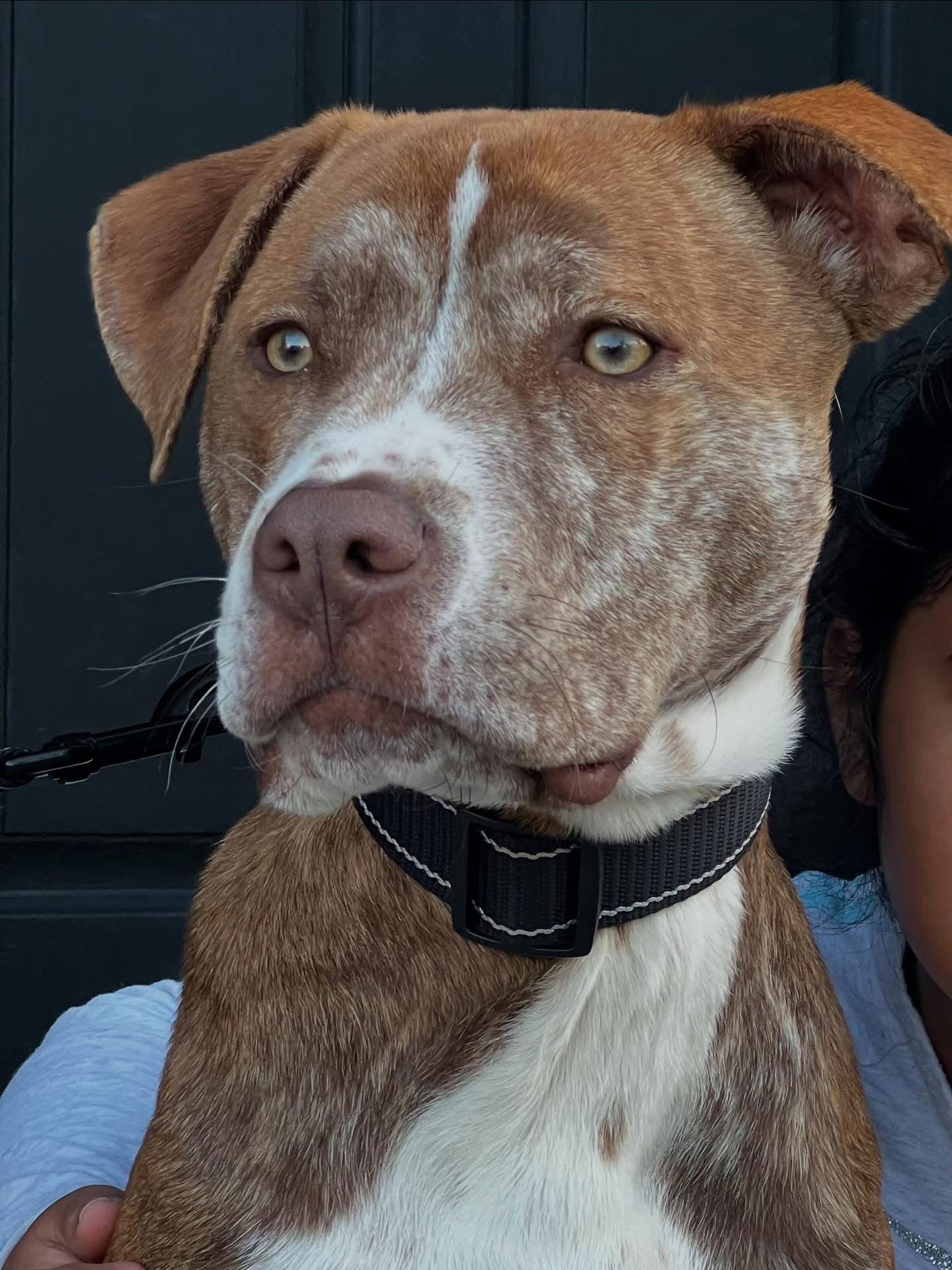 Coco, Adoptable, Adult Male American Staffordshire Terrier.