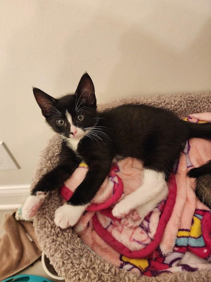 Carl