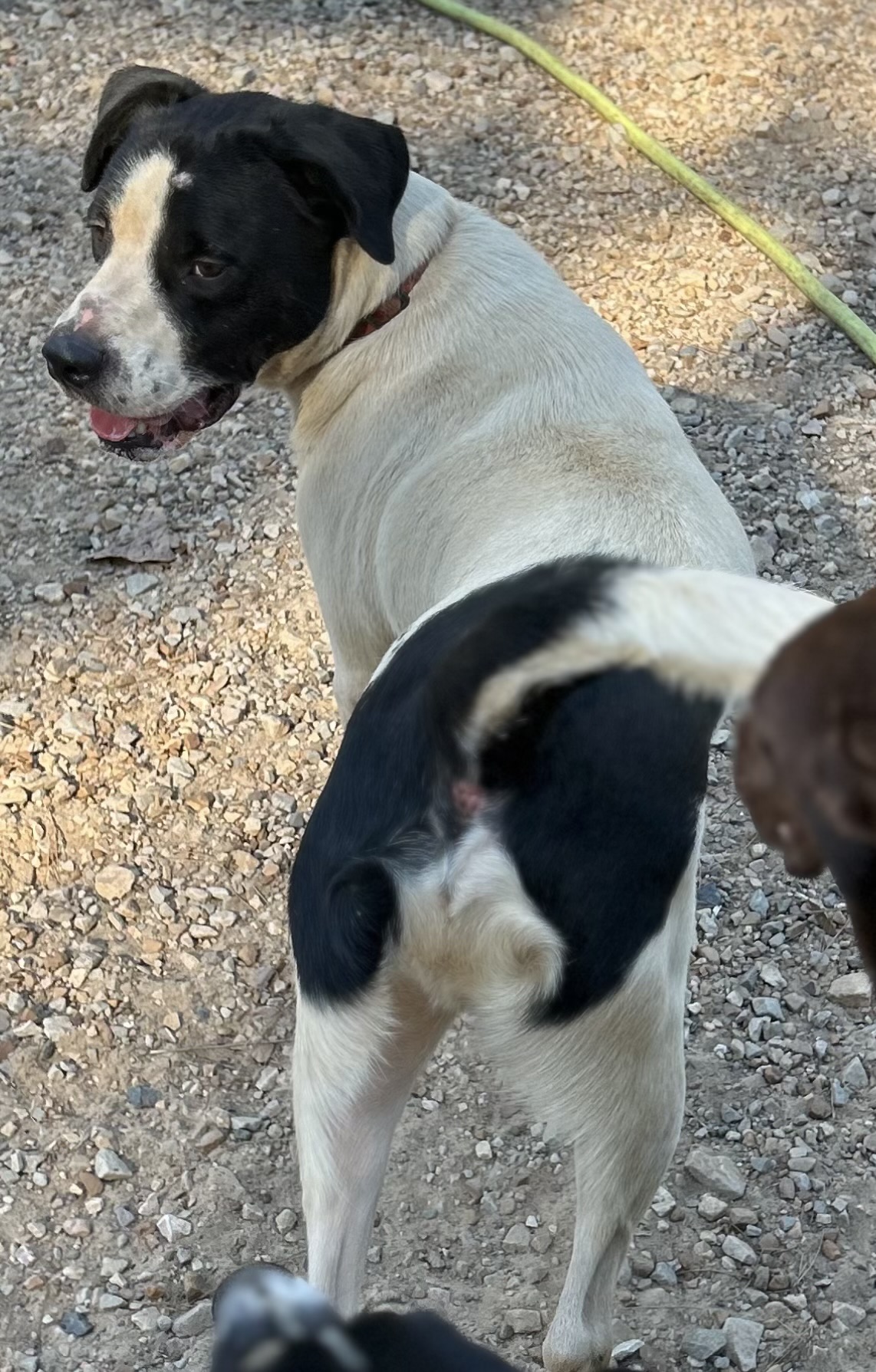 D’Artagnan “D”, Adoptable, Adult Male Labrador Retriever & American Bulldog.