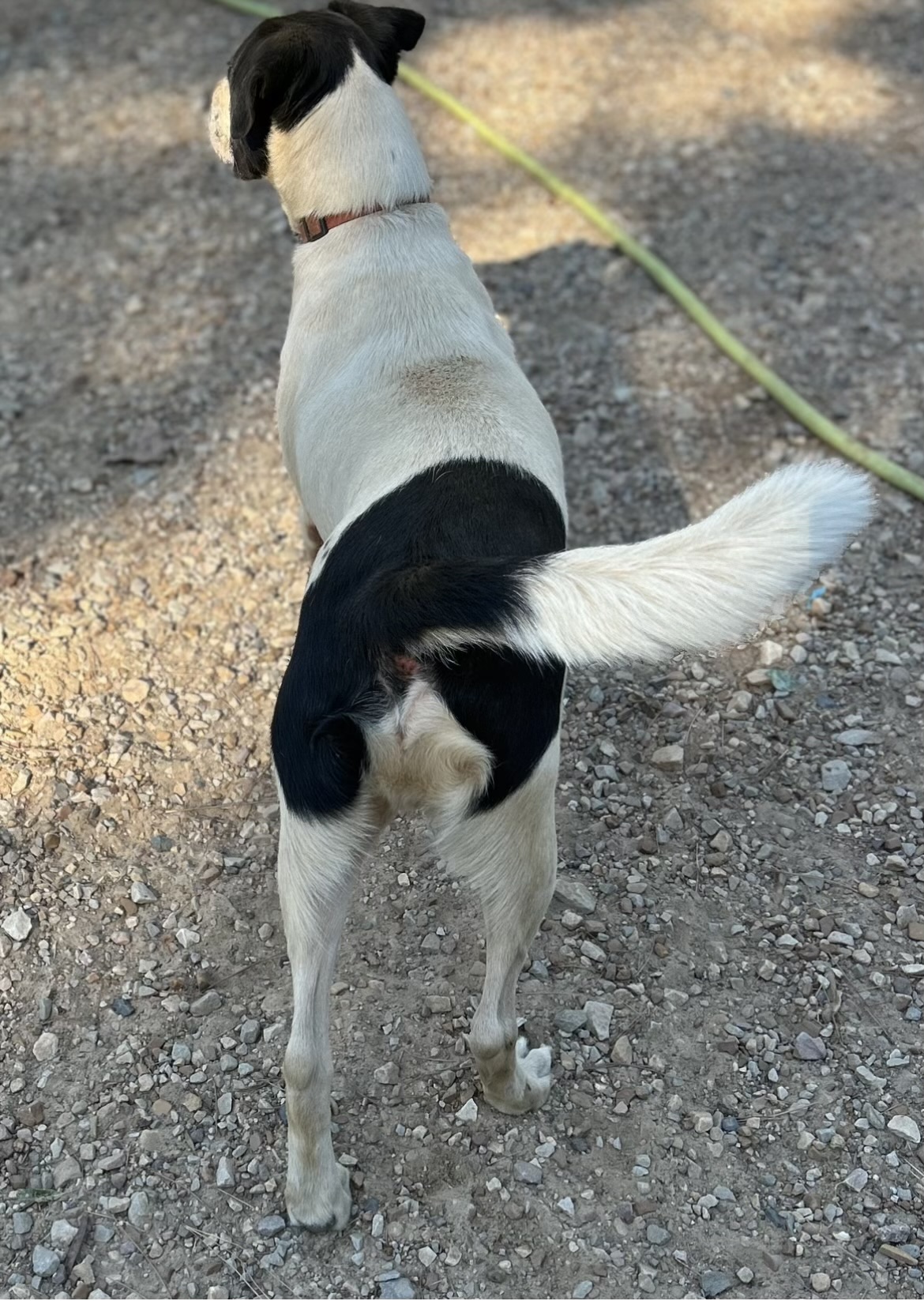 D’Artagnan “D”, a Adoptable mixed breed in Paris, TX image 4/4