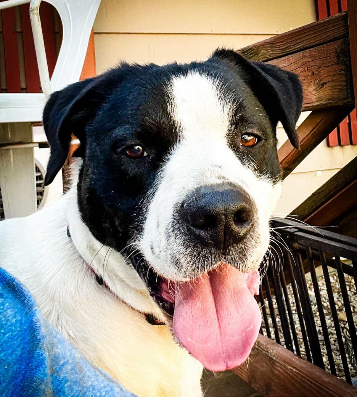 D’Artagnan “D”, a Adoptable mixed breed in Paris, TX image 1/4