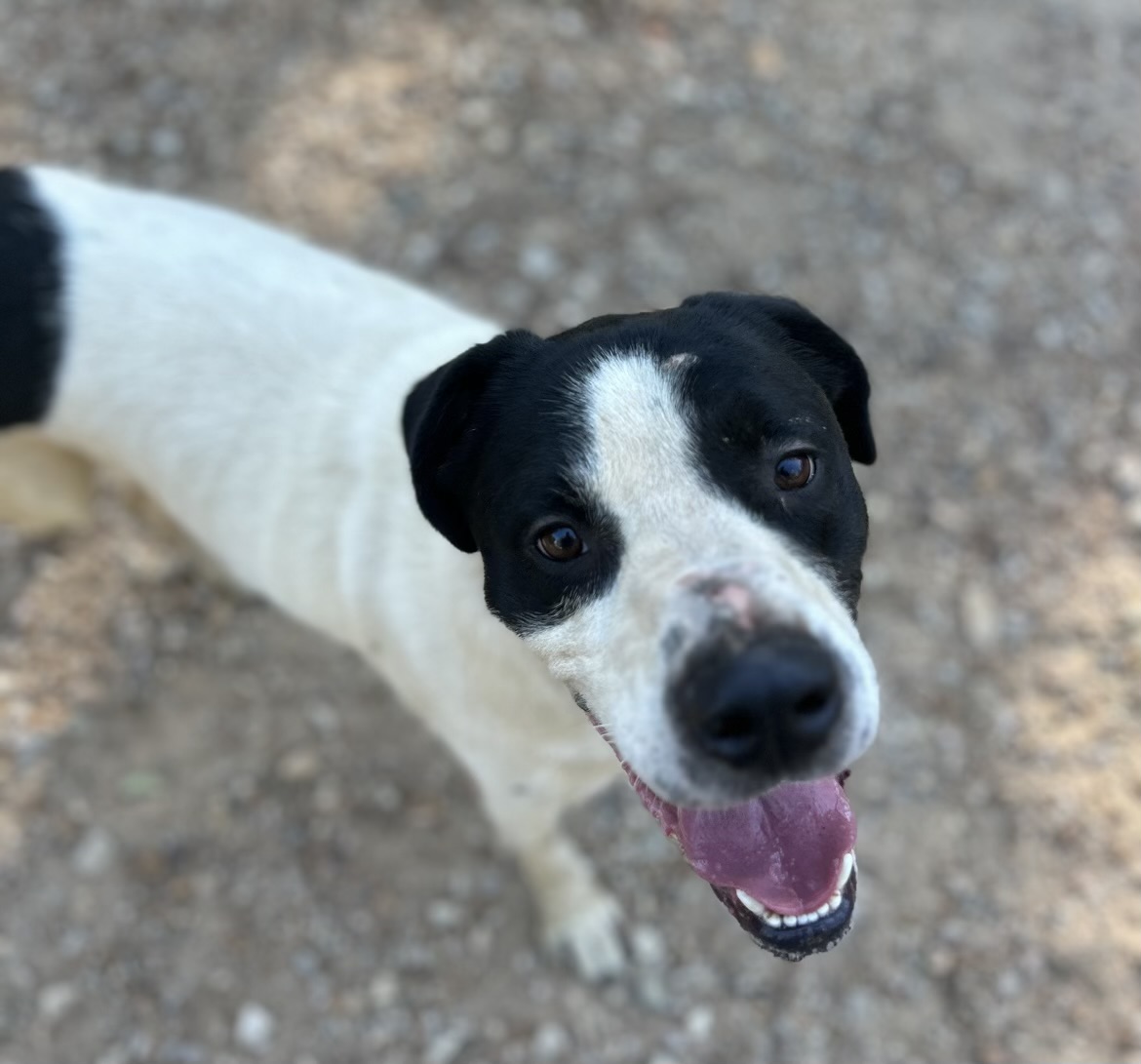 D’Artagnan “D”, a Adoptable mixed breed in Paris, TX image 2/4